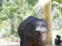 image025  ein 8 Jahr altes Weibchen