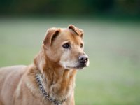 Ricky-a26082040